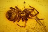 Fossil Fly (Diptera) and a Spider (Araneae) In Baltic Amber #139087-2